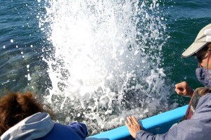 Whale Blow!