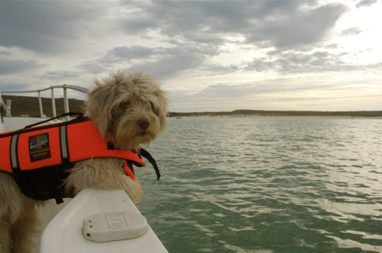 Buster Dreams of Fish