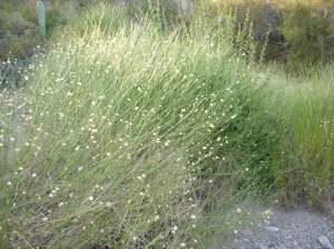 Flowering Desert Shrubs Flowering Desert Shrubs