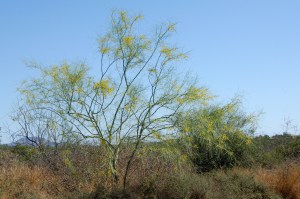 Palo Verde Trees in Bloom