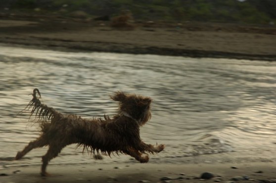 Blondie chasing birds!