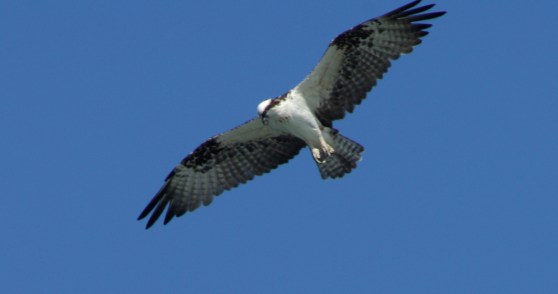 Osprey, Baja California