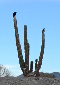 Vulture & Osprey Holding Court