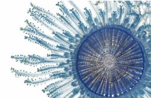 Blue Button JellyFish