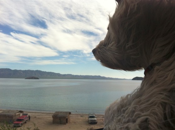 Buster Checks out the Sea of Cortez