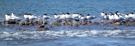 Arctic Terns in Loreto, BCS, MX