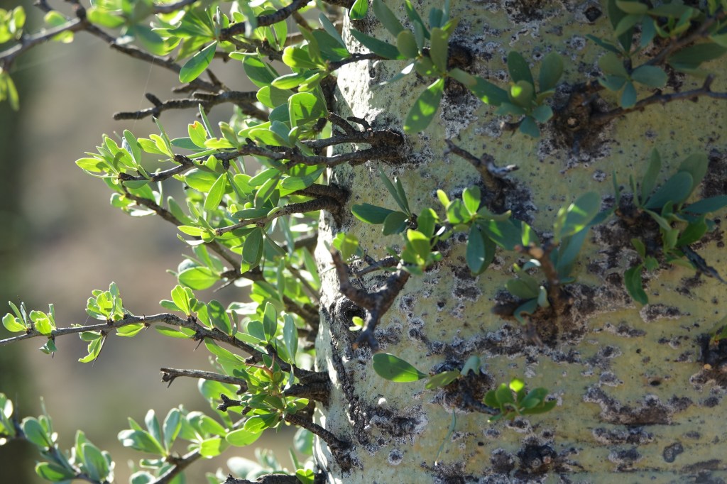 This image has an empty alt attribute; its file name is cireoclose1.jpg